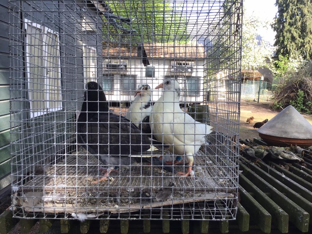 Jonge postduiven, Dieren en Toebehoren, Vogels | Duiven, Meerdere dieren, Postduif