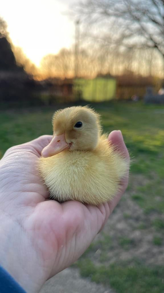 Kuikentjes zoeken een nieuw huisje, Dieren en Toebehoren, Geslacht onbekend, Kip