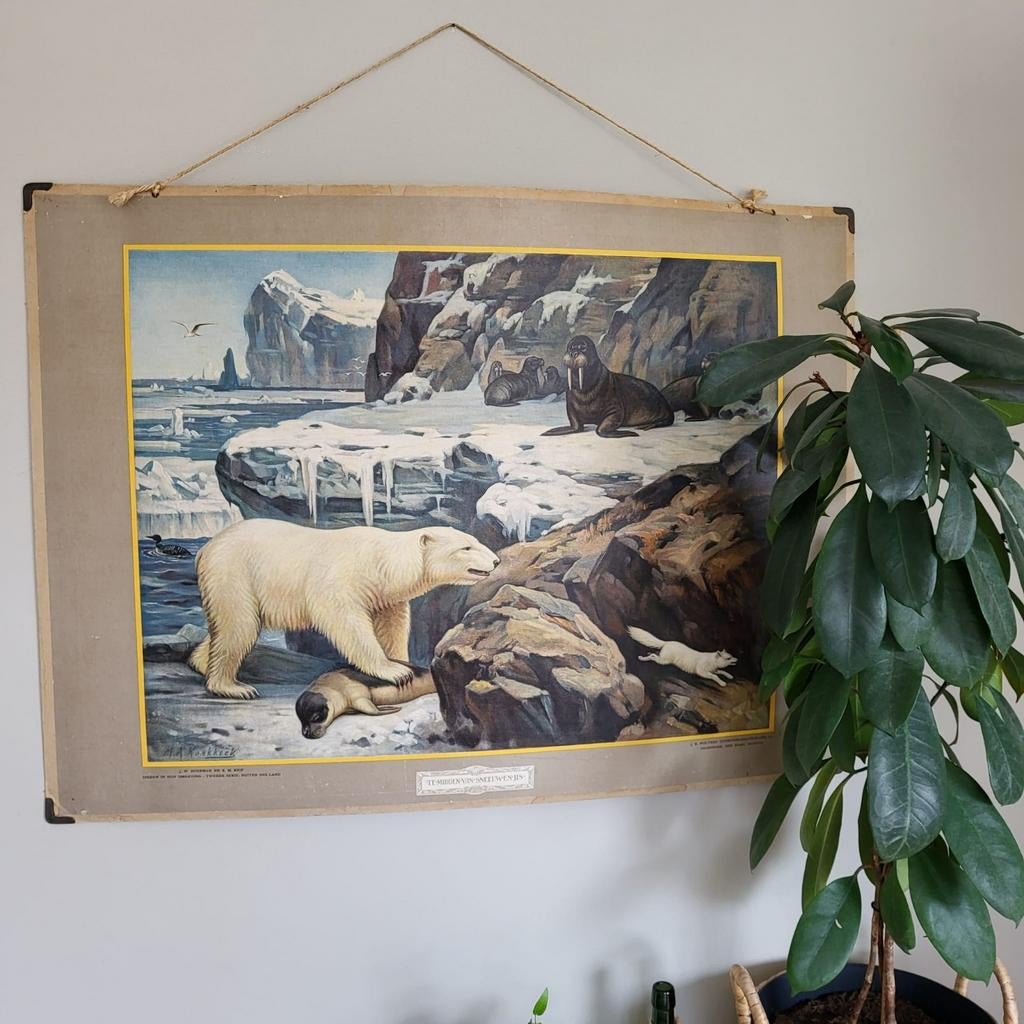 Schoolplaat IJsbeer en walrussen 74 x 102, Antiek en Kunst, Antiek | Schoolplaten, Ophalen of Verzenden, Natuur en Biologie