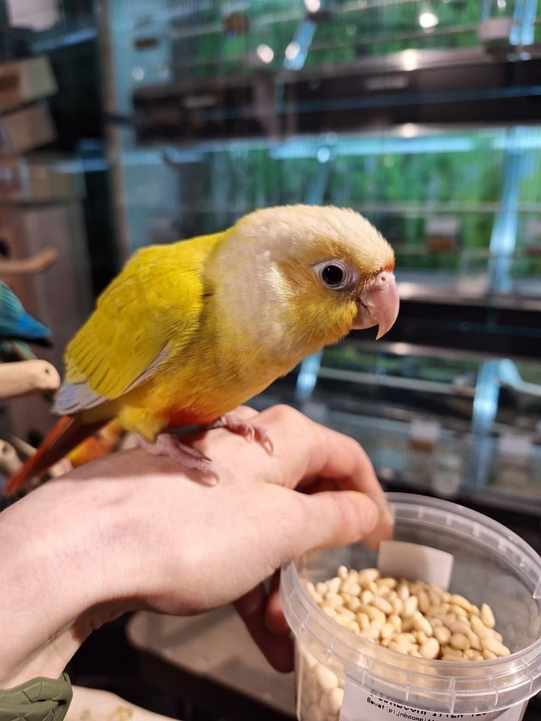 Pyrrhuras super lief en super tam., Dieren en Toebehoren, Vogels | Parkieten en Papegaaien, Meerdere dieren, Papegaai, Tam