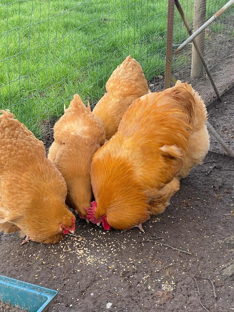 Orpington buff groot., Ophalen of Verzenden