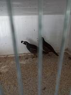 Calafornische kuifkwartels hanen., Mannelijk