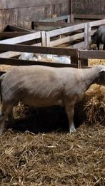 Te koop mooie engelse texelaar dekram, Mannelijk, Schaap