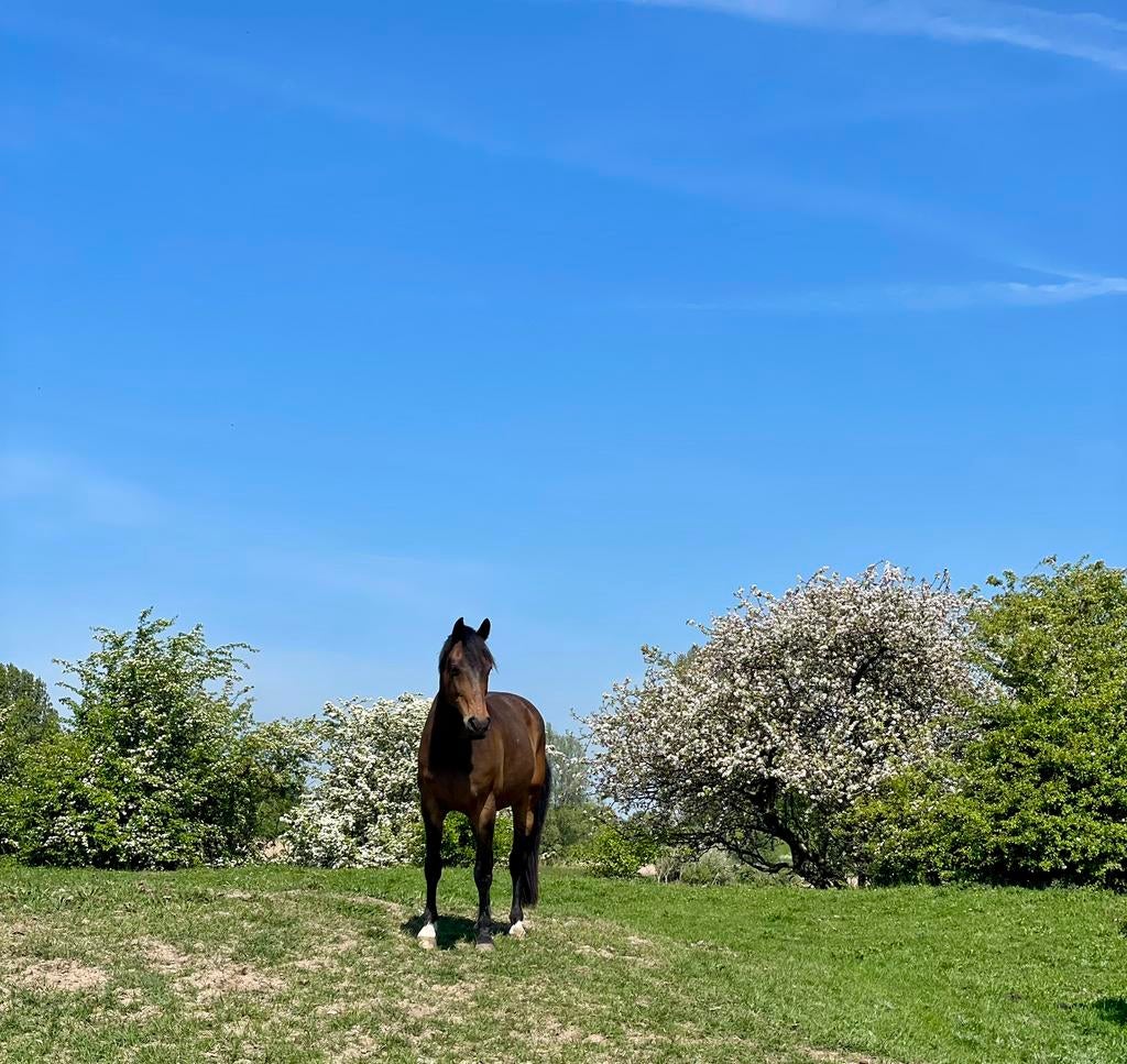 Verzorgster gezocht voor leuke lieve ruin, Ophalen of Verzenden