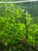 Heteranthera zosterifolia – Aquariumplant €0,50 per stengel, Ophalen of Verzenden, Nieuw, Plant(en), Steen of Hout