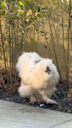 Lieve zijdehoender haan, Dieren en Toebehoren, Mannelijk, Kip