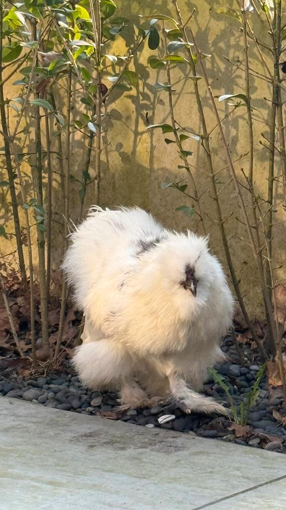 Lieve zijdehoender haan, Dieren en Toebehoren, Pluimvee, Kip, Mannelijk
