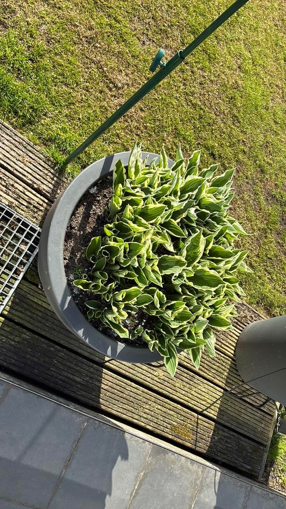 Planten inpot, Ophalen, Zo goed als nieuw