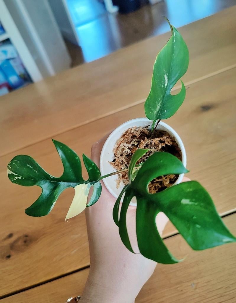 Rhaphidophora Tetrasperma Variegata mini Monstera, Ophalen, Halfschaduw, Minder dan 100 cm