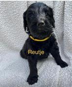 Prachtige Multigen Labradoodle Medium pups (f5), Parvo, 8 tot 15 weken, Meerdere, Meerdere dieren