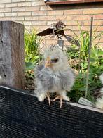 USA zijdehoen hennetje van 5 weken oud, diverse kleuren, Dieren en Toebehoren, Pluimvee, Vrouwelijk, Kip