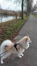 Lieve knappe Pomsky, Reu, 1 tot 2 jaar, Poolhond, Parvo