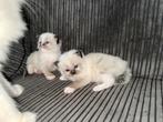 Ragdoll kittens, Poes, Ontwormd