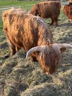 Schotse Hooglander jonge stier, Dieren en Toebehoren, Runderen, Mannelijk, 0 tot 2 jaar