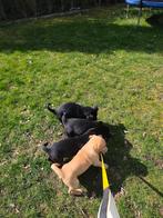 Fieldtrial labrador pups, Dieren en Toebehoren, België, Particulier, Labrador retriever, Meerdere