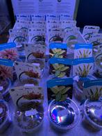 In vitro aquarium planten, Dieren en Toebehoren, Ophalen of Verzenden, Nieuw, Plant(en), Steen of Hout