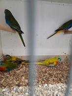 Mooie turkesine parkieten, Meerdere dieren, Parkiet