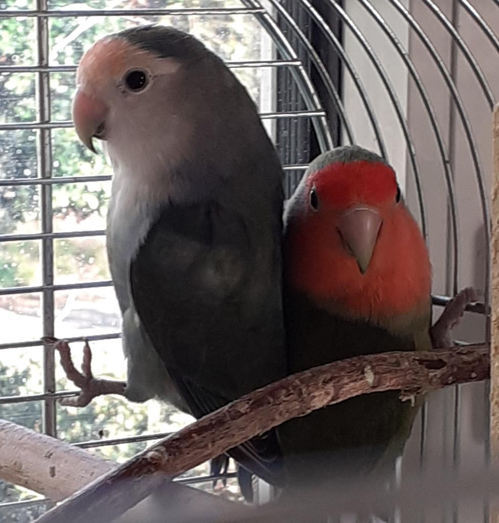 Agaporniden, Dieren en Toebehoren, Meerdere dieren, Dwergpapegaai of Agapornis, Geringd