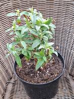 Vlinderstruik.  Kleur Bloemen: wit, Tuin en Terras, Ophalen of Verzenden, Overige soorten, Volle zon