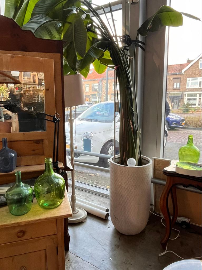 Strelitzia Nicolai XXL Paradijsvogelplant, Overige soorten, Volle zon, Vaste plant, Ophalen of Verzenden