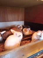 Mooie kleine hangoortjes tekoop, Dieren en Toebehoren, Konijnen, Mannelijk, Hangoor
