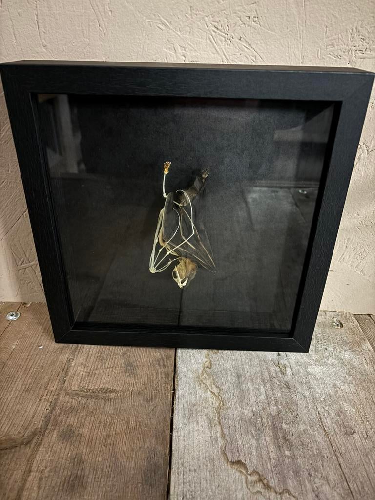 Mooie lijst met een vleermuis (half skelet), Verzamelen, Dierenverzamelingen, Ophalen of Verzenden, Nieuw, Overige soorten, Opgezet dier