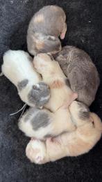 Britse korthaar kittens met stamboom, Meerdere dieren, Met stamboom, 0 tot 2 jaar