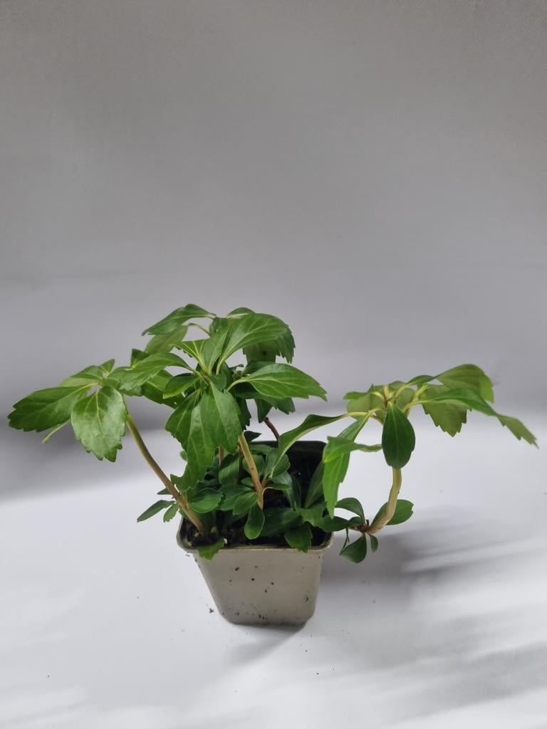 Pachysandra te koop, Ophalen, Overige soorten, Volledige schaduw