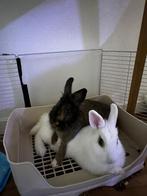 I will give it away for free into good hands!!!, Vrouwelijk, Klein, 0 tot 2 jaar