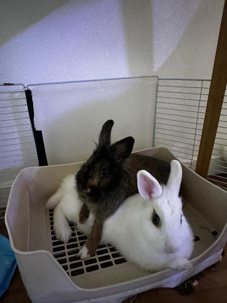 I will give it away for free into good hands!!!, Dieren en Toebehoren, Konijnen, Klein, Vrouwelijk, 0 tot 2 jaar