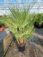 Chamaerops Humulis p27 - Winterharde palm, Ophalen, Overige soorten, Volle zon