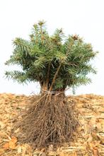 Goedkope coniferen, dennen, sparren, conifeer, den, spar, Ophalen of Verzenden, Conifeer, Struik, 100 tot 250 cm