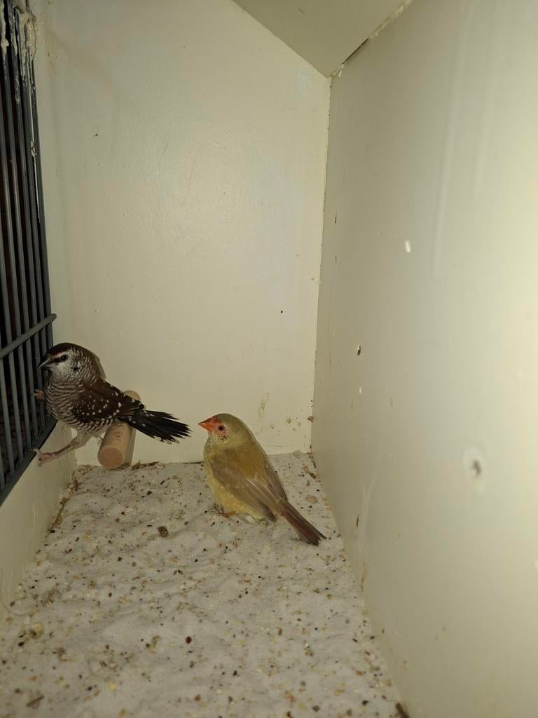 ceresamadine&binsenastrild pop, Dieren en Toebehoren, Vrouwelijk, Tropenvogel