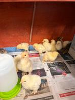 Brahma kuikens verschillende kleuren, Dieren en Toebehoren, Pluimvee, Meerdere dieren, Kip