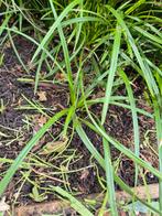 Carex zegge groenblijvend siergras stekjes gratis, Ophalen, Siergrassen, Halfschaduw