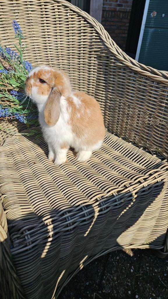 Lief mak hangoorkonijn te koop (ram), Mannelijk, Klein, Hangoor, 0 tot 2 jaar