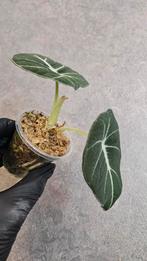 Alocasia Black Velvet, Ophalen of Verzenden, Halfschaduw, Minder dan 100 cm