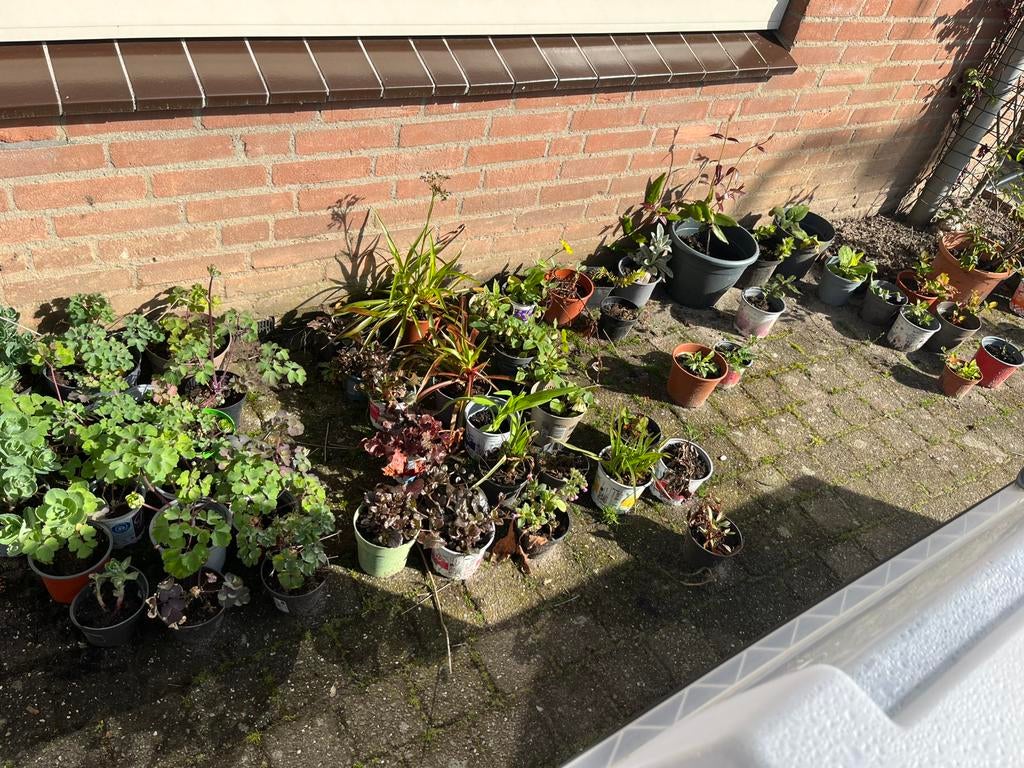Buiten planten, diverse soorten, Ophalen, Overige soorten, Volle zon