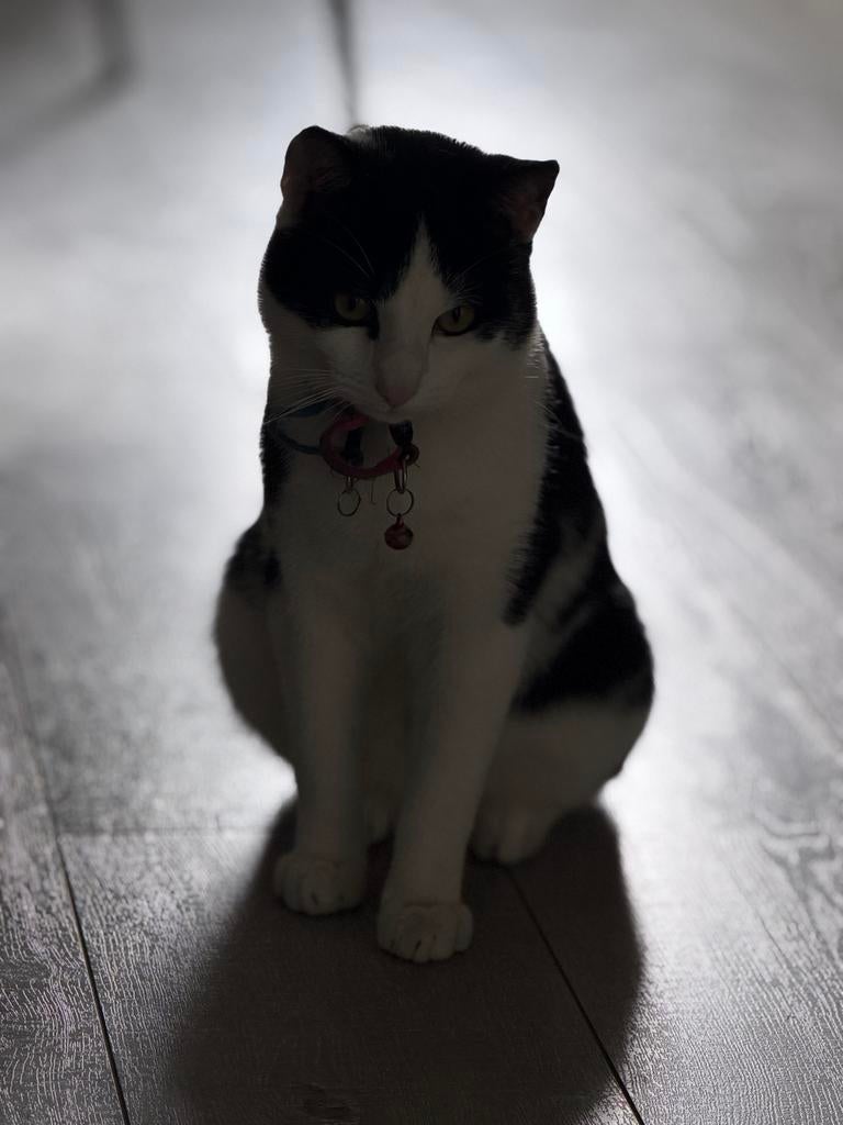 Lieve zwart-witte kat te koop, Dieren en Toebehoren, Katten en Kittens | Overige Katten, Kater, Kortharig, 0 tot 2 jaar