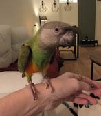 Tamme Bonte Boer man, Dieren en Toebehoren, Vogels | Parkieten en Papegaaien, Mannelijk, Papegaai, Geringd