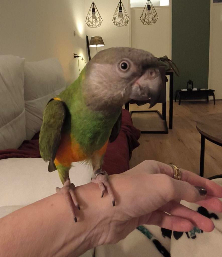 ** GERESERVEERD** Tamme Bonte Boer man, Dieren en Toebehoren, Vogels | Parkieten en Papegaaien, Papegaai, Mannelijk, Tam, Geringd