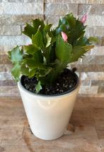 Lidcactus in pot, Minder dan 100 cm, Bloeiende kamerplant, Halfschaduw, Ophalen of Verzenden