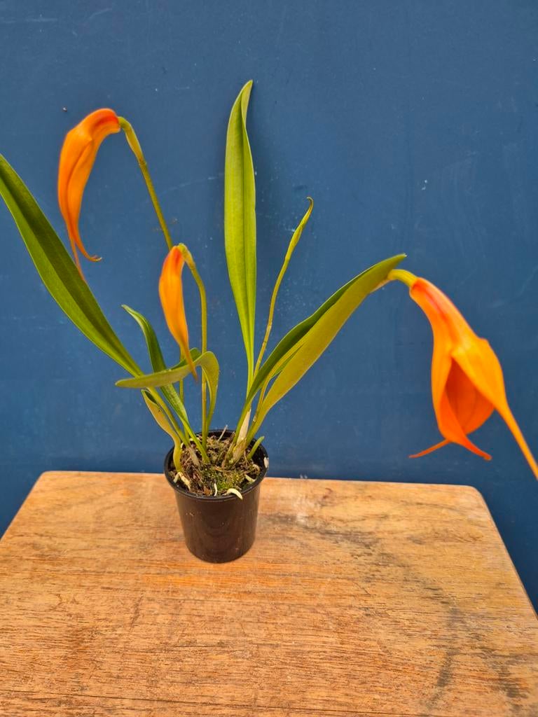 Orchidee Masdevallia Oranje p6 (1), Huis en Inrichting, Kamerplanten, Ophalen of Verzenden, Halfschaduw, Minder dan 100 cm