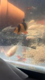 Corydoras albino 3 euro, Vis