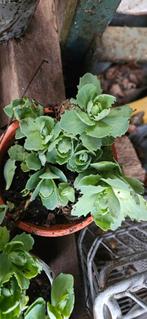 Sedum herfstsleutel, Tuin en Terras, Ophalen of Verzenden, Vaste plant, Bodembedekkers, Volle zon