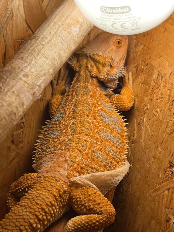 Tamme jonge baardagaam man