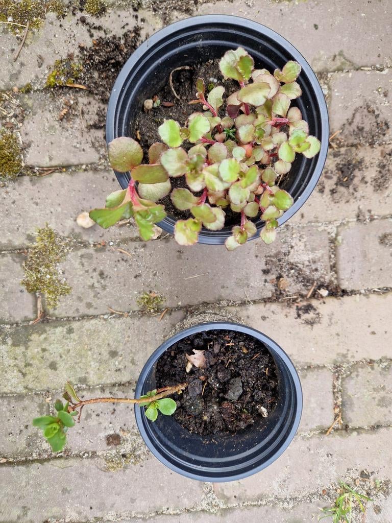 Sedum planten, stekjes, Ophalen, Eenjarig, Bodembedekkers, Halfschaduw