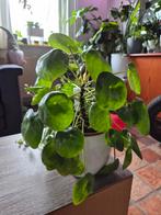 Grote Pannenkoekenplant (Pilea peperomioides), Ophalen of Verzenden