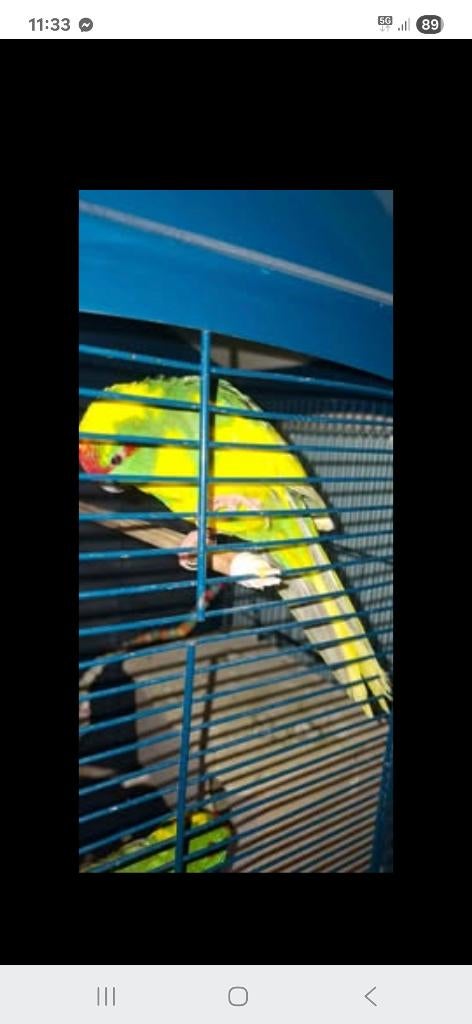 Gratis kakariki, Meerdere dieren, Parkiet, Geringd