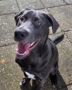 SPOED!!!!! Zo Snel mogelijk OP ZOEK NAAR EEN GOUDEN MANDJE, Parvo, 15 weken tot 1 jaar, Reu, Eén hond